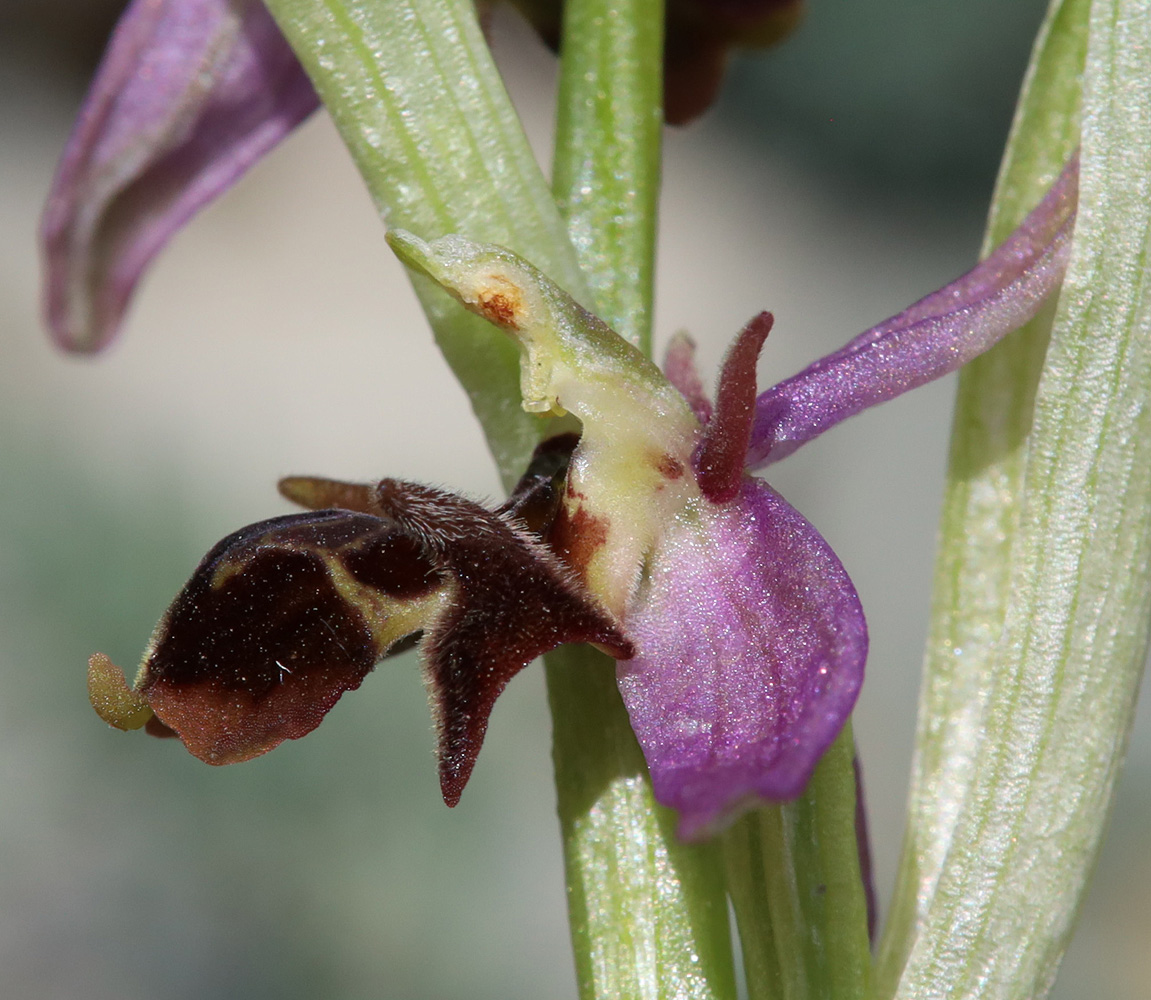 Изображение особи Ophrys &times; aghemanii.