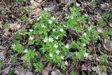 Anemone altaica