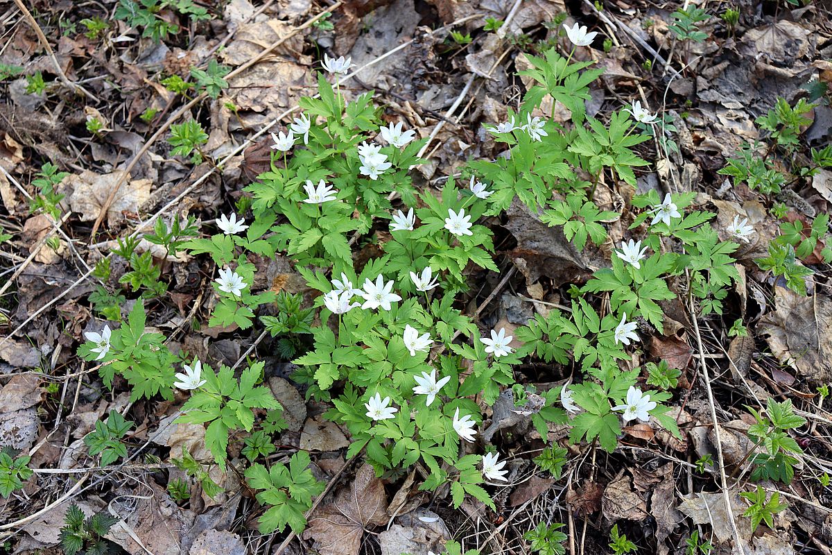 Изображение особи Anemone altaica.