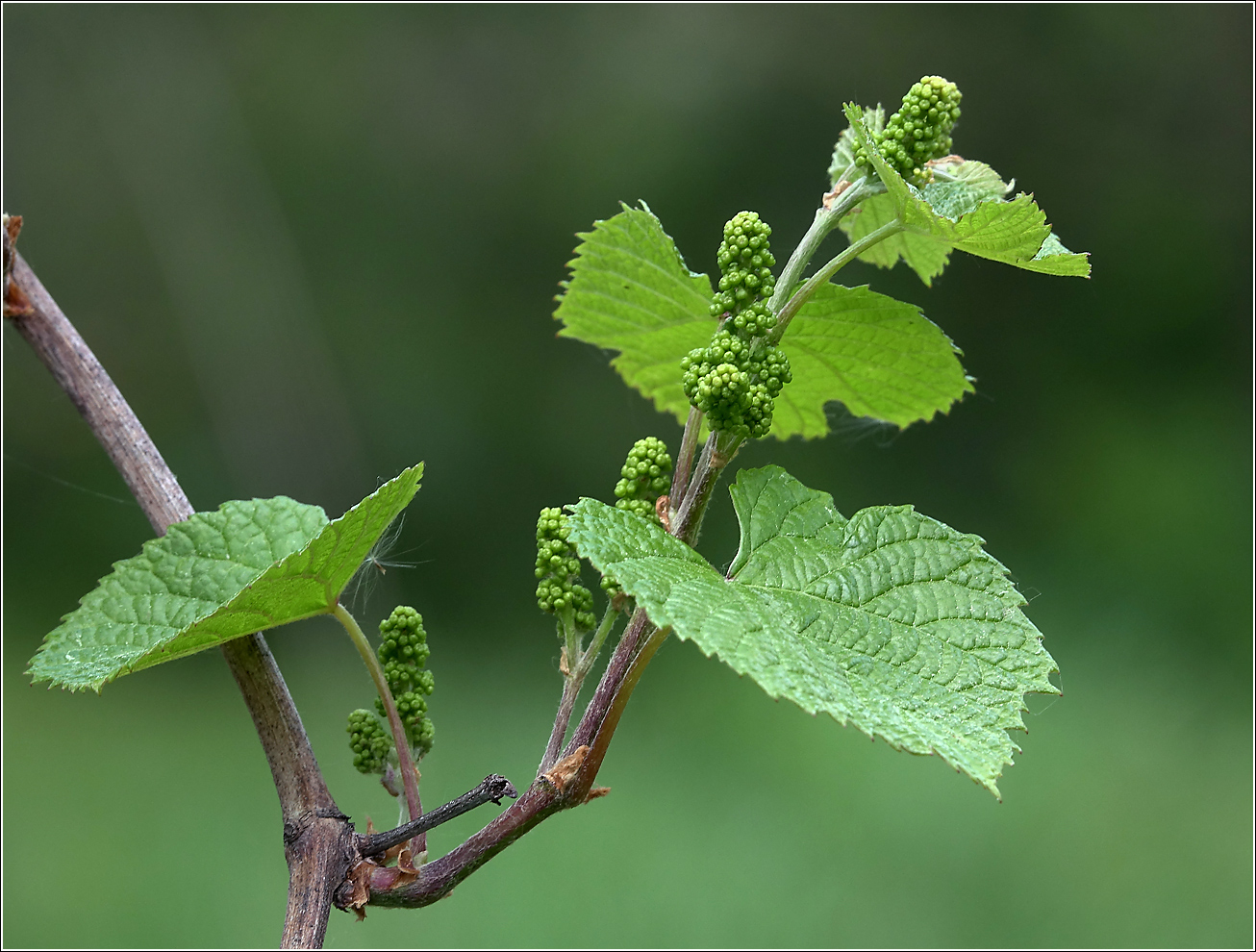 Image of genus Vitis specimen.