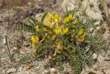 Astragalus utriger