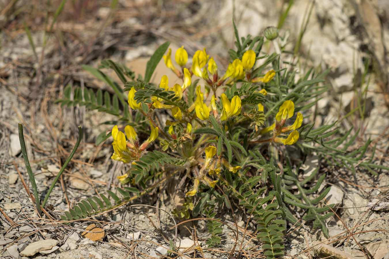 Изображение особи Astragalus utriger.