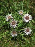 Carlina acaulis