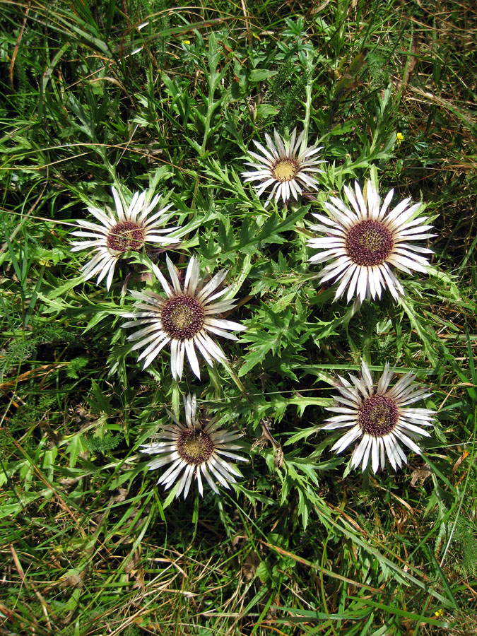 Image of Carlina acaulis specimen.