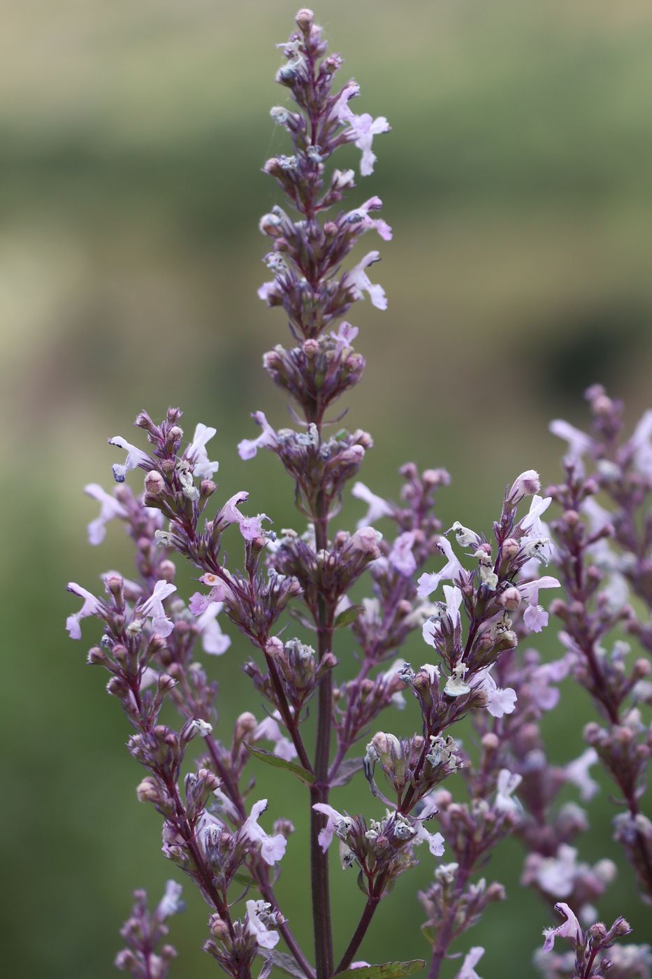 Image of Nepeta nuda specimen.