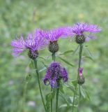 Centaurea phrygia. Верхушки побегов с цветущими и отцветшими соцветиями-корзинками. Пермский край, Кунгурский р-н, окр. ур. Подкаменная гора, сосновый бор, поляна. 10.07.2021.