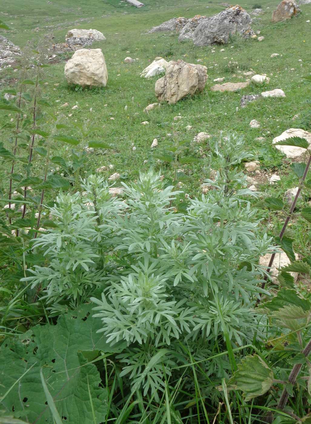 Изображение особи Artemisia splendens.