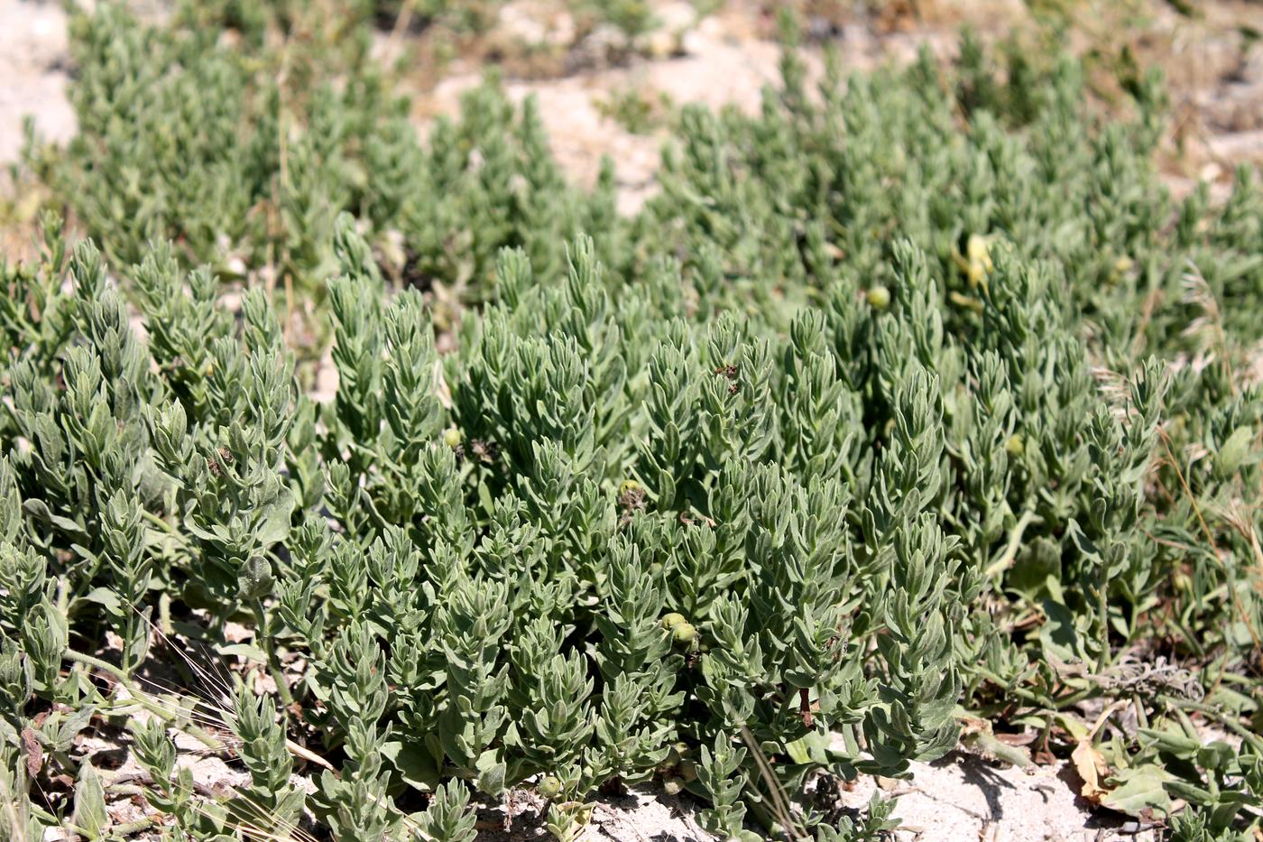 Image of Argusia sibirica specimen.