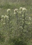 Cirsium obvallatum