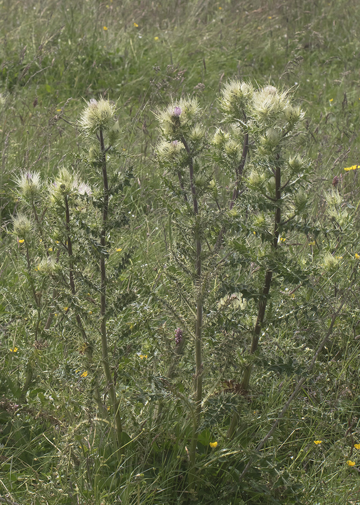 Изображение особи Cirsium obvallatum.