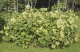 Hydrangea arborescens