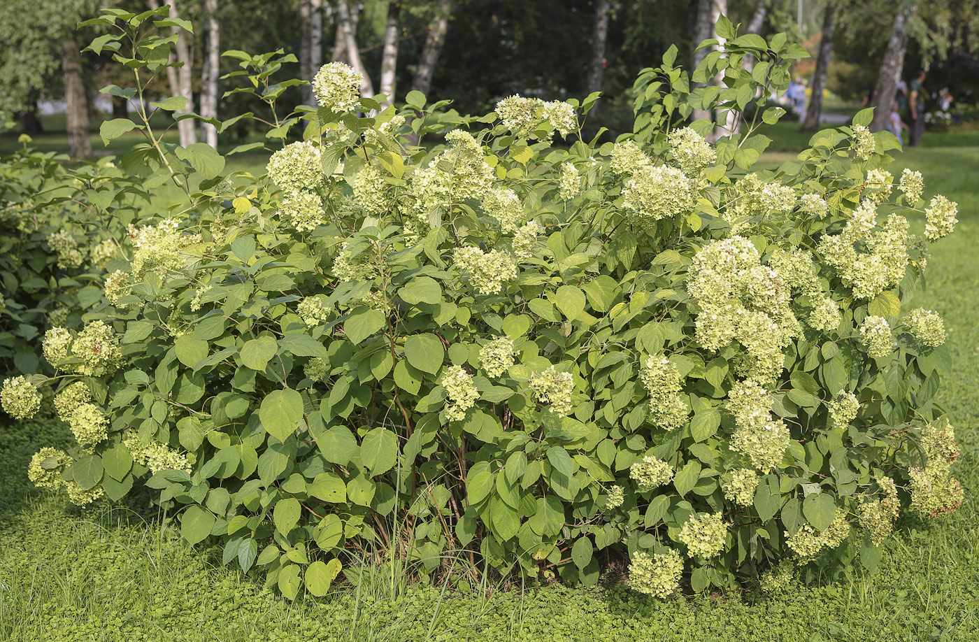 Image of Hydrangea arborescens specimen.