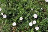 Convolvulus arvensis