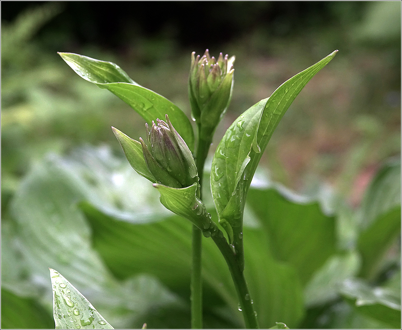 Изображение особи Hosta albomarginata.