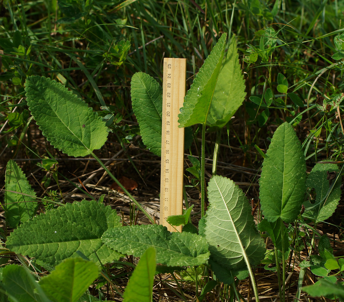 Изображение особи Betonica officinalis.