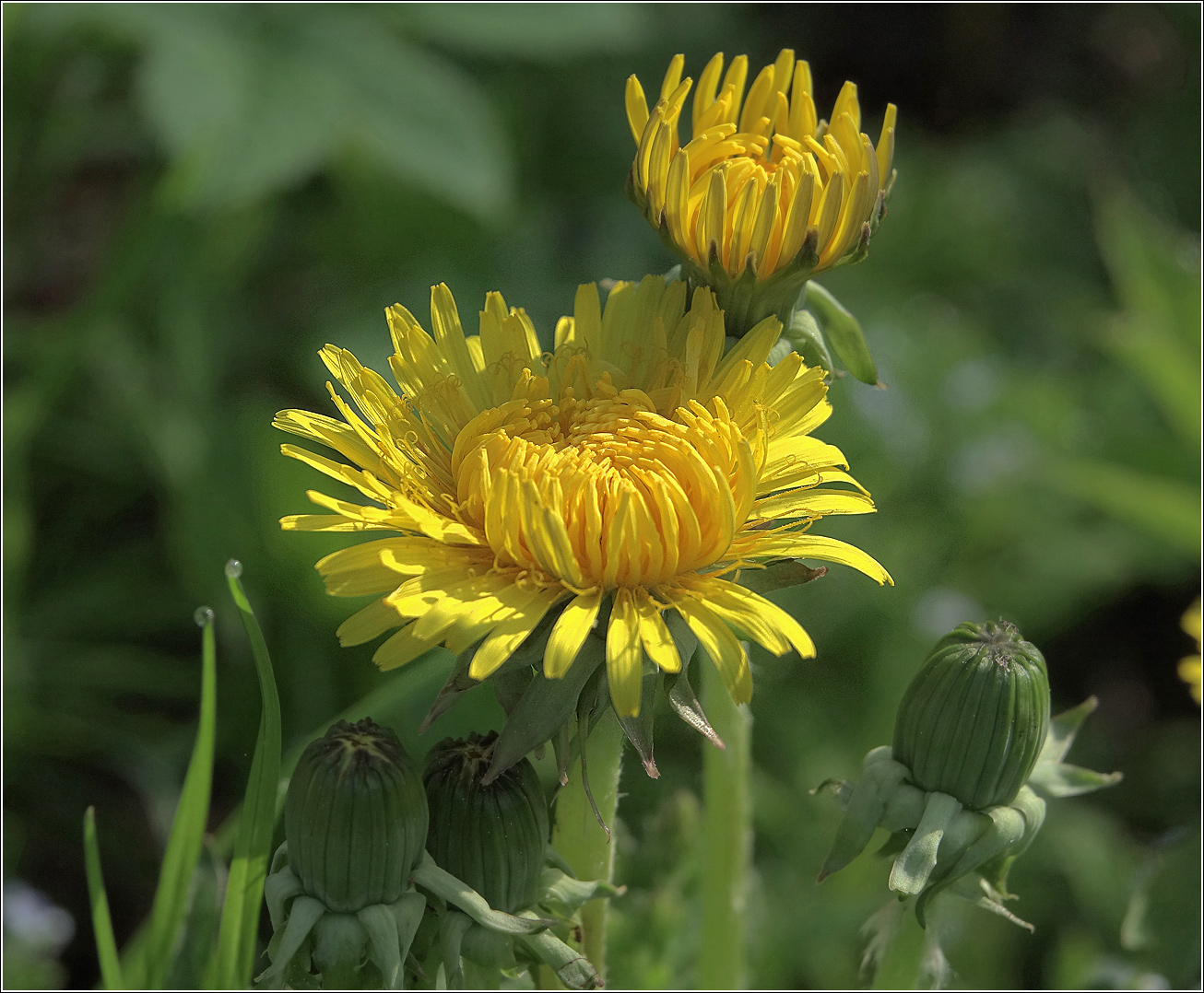 Image of Taraxacum officinale specimen.