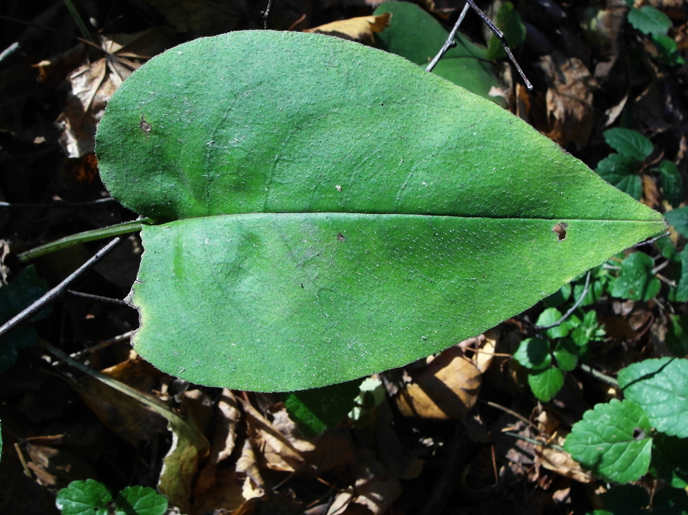 Image of Pulmonaria obscura specimen.