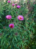 Symphyotrichum novae-angliae