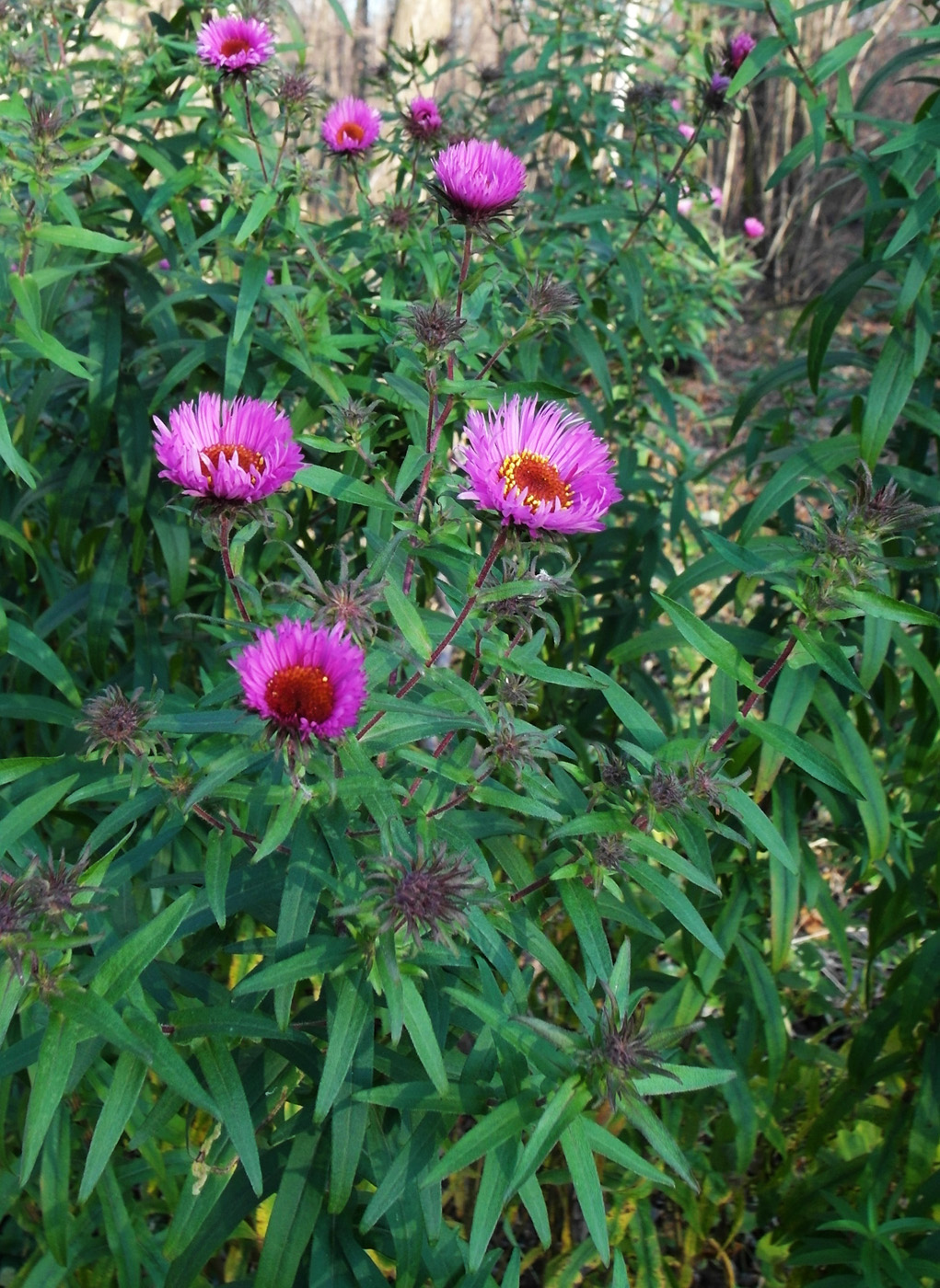 Image of Symphyotrichum novae-angliae specimen.