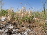 Alyssum hirsutum. Плодоносящие растения. Крым, Керченский п-ов, Ленинский р-н, окр с. Осовины, мыс Газан, степь на верхней террасе приморского склона, в расщелине известняковой глыбы. 28.05.2021.