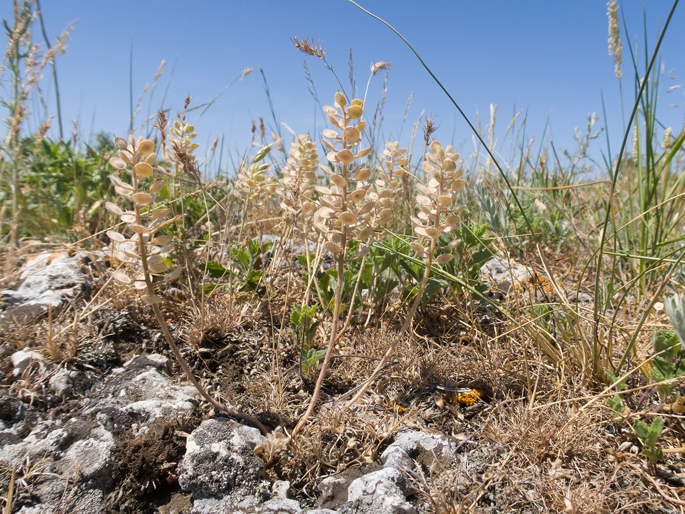 Image of Alyssum hirsutum specimen.