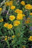 Inula britannica. Верхушки побегов с соцветиями. Алтайский край, окр. г. Белокуриха, опушка смешанного леса. 07.07.2021.