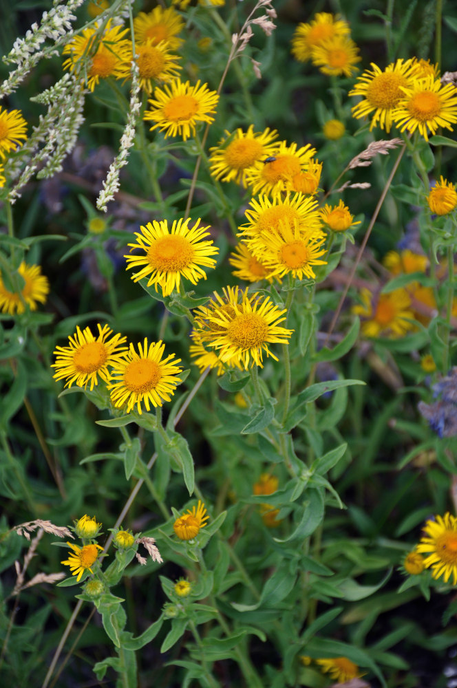 Изображение особи Inula britannica.