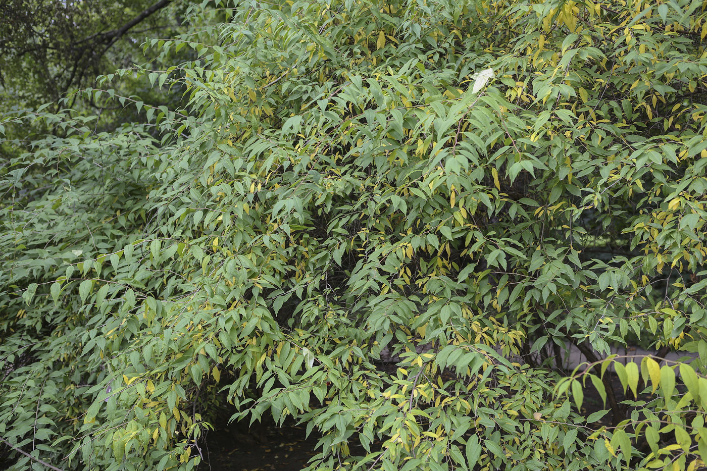 Image of Prinsepia sinensis specimen.