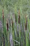 Typha shuttleworthii. Верхушки растений с соплодиями. Крым, Севастополь, окр. с. Терновка, залежь. 29.06.2020.