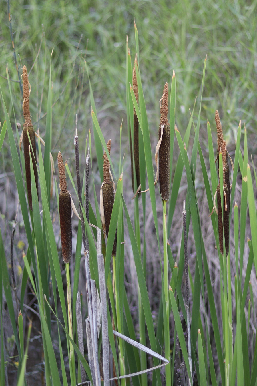 Изображение особи Typha shuttleworthii.