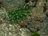 Rosularia sempervivum