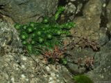 Rosularia sempervivum. Растение с прошлогодними плодами. Азербайджан, Лерикский р-н. 13.04.2010.