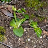 Ophrys omegaifera subspecies israelitica. Вегетирующие и бутонизирующее растения. Израиль, горный массив Кармель, заповедник \"Гора Кармель\". 27.12.2021.