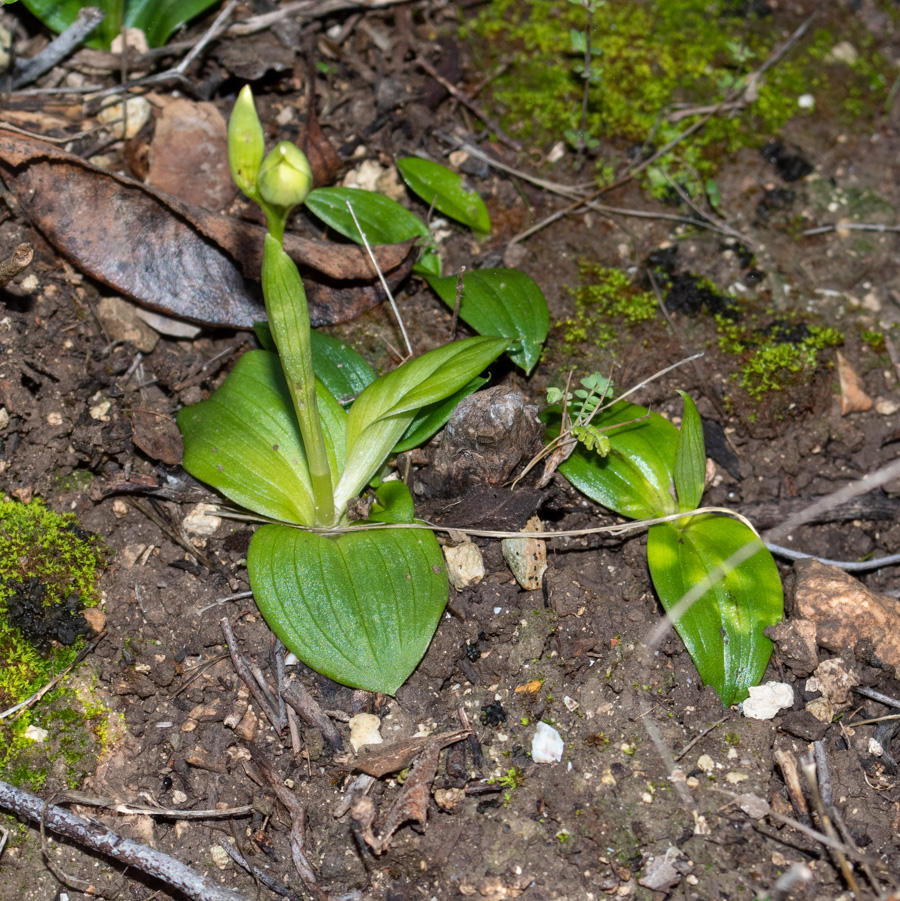 Изображение особи Ophrys omegaifera ssp. israelitica.