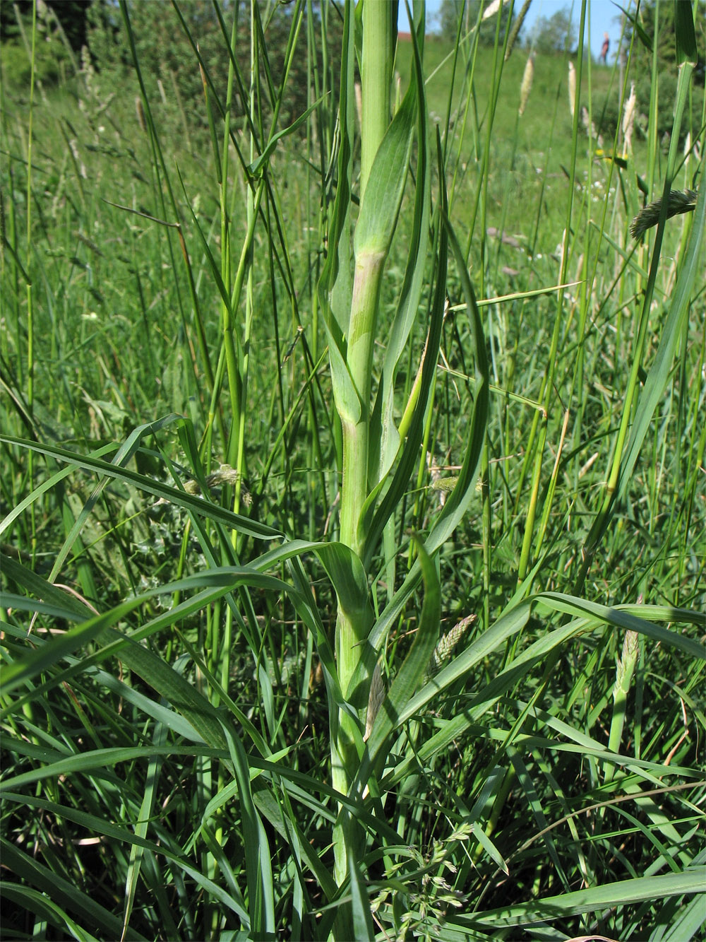 Изображение особи Tragopogon porrifolius.