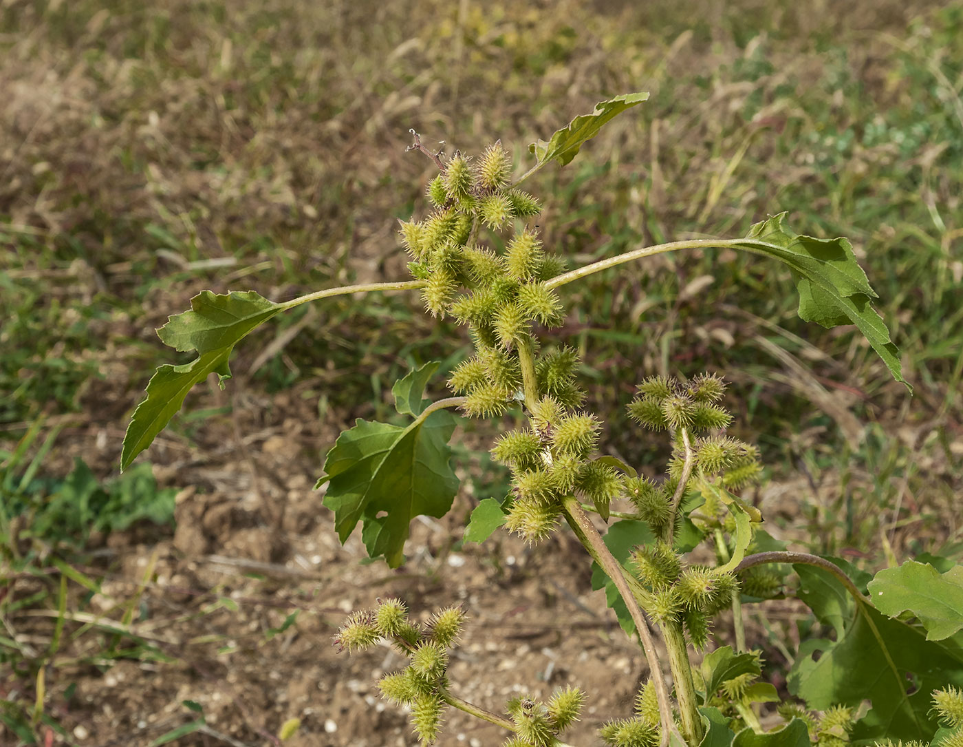 Image of Xanthium orientale specimen.