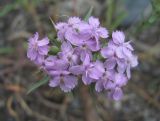 Dianthus pseudarmeria. Соцветие. Северная Осетия, Кировский р-н, окр. с. Карджин, степь. 08.07.2021.