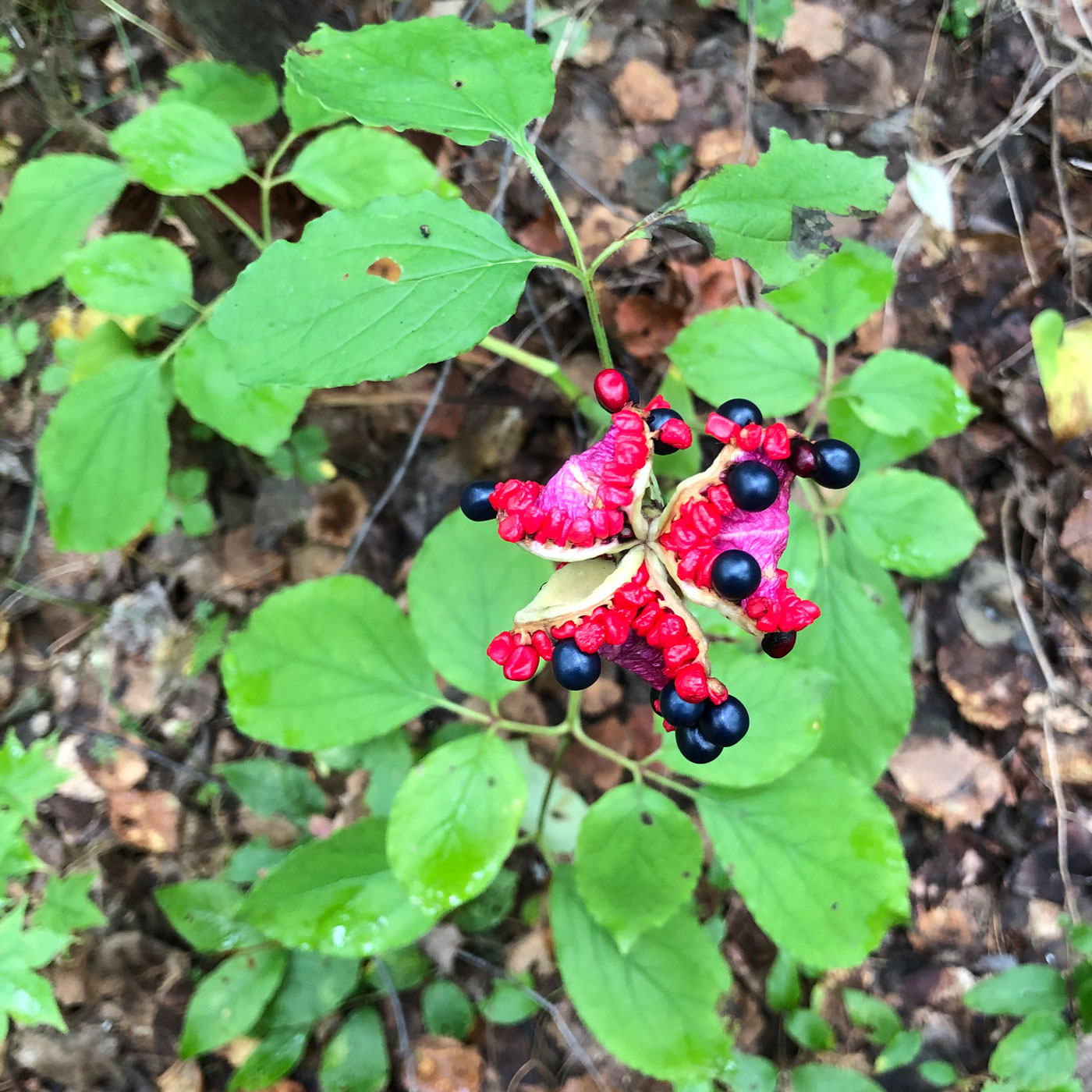 Image of Paeonia obovata specimen.