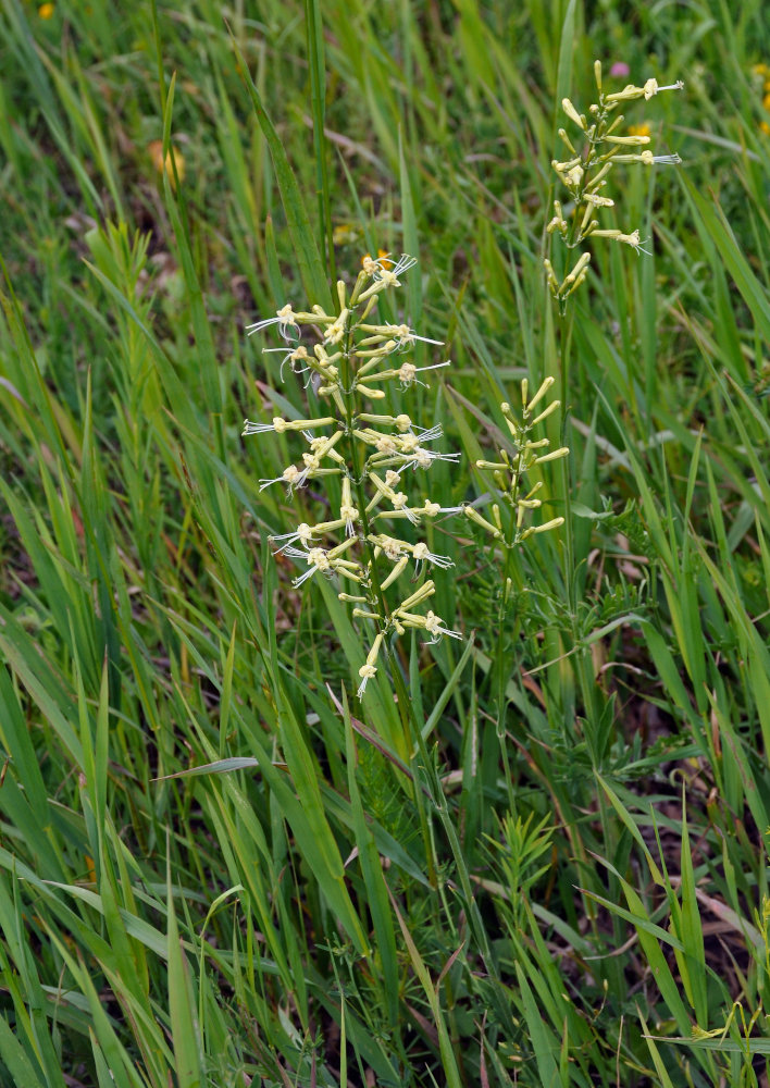 Image of Silene multiflora specimen.