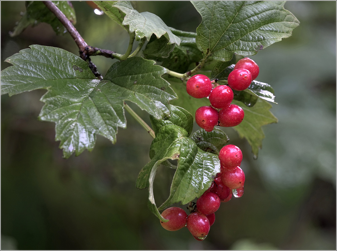 Image of Viburnum opulus specimen.