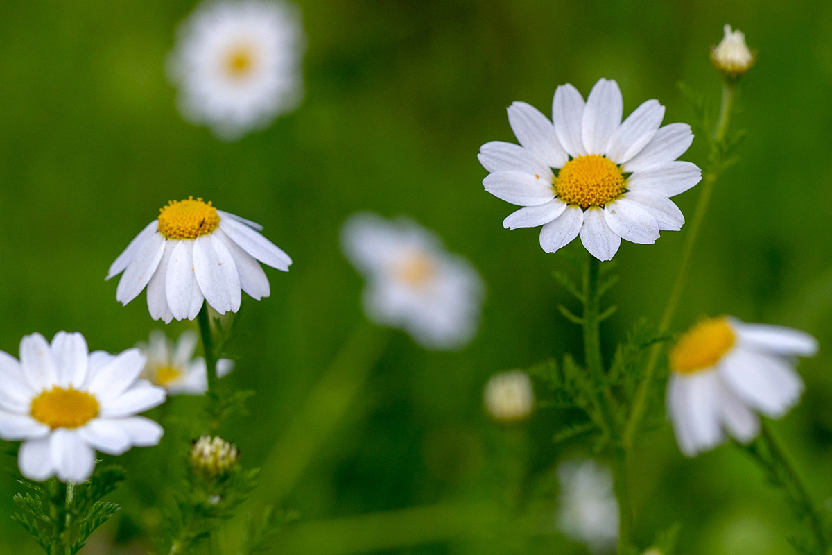 Image of Anthemis pseudocotula specimen.