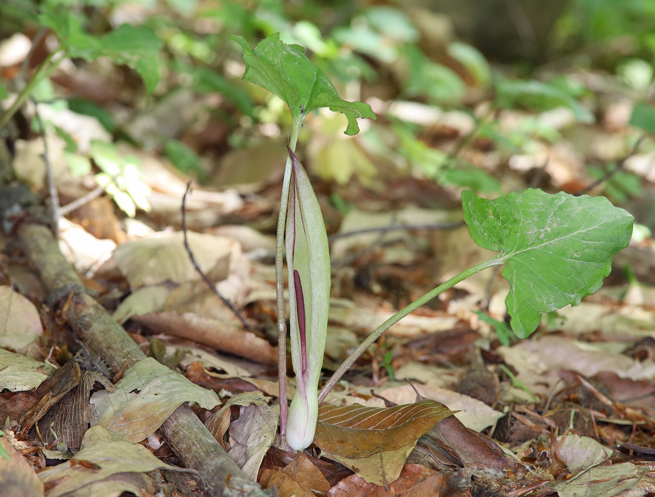 Изображение особи Arum amoenum.