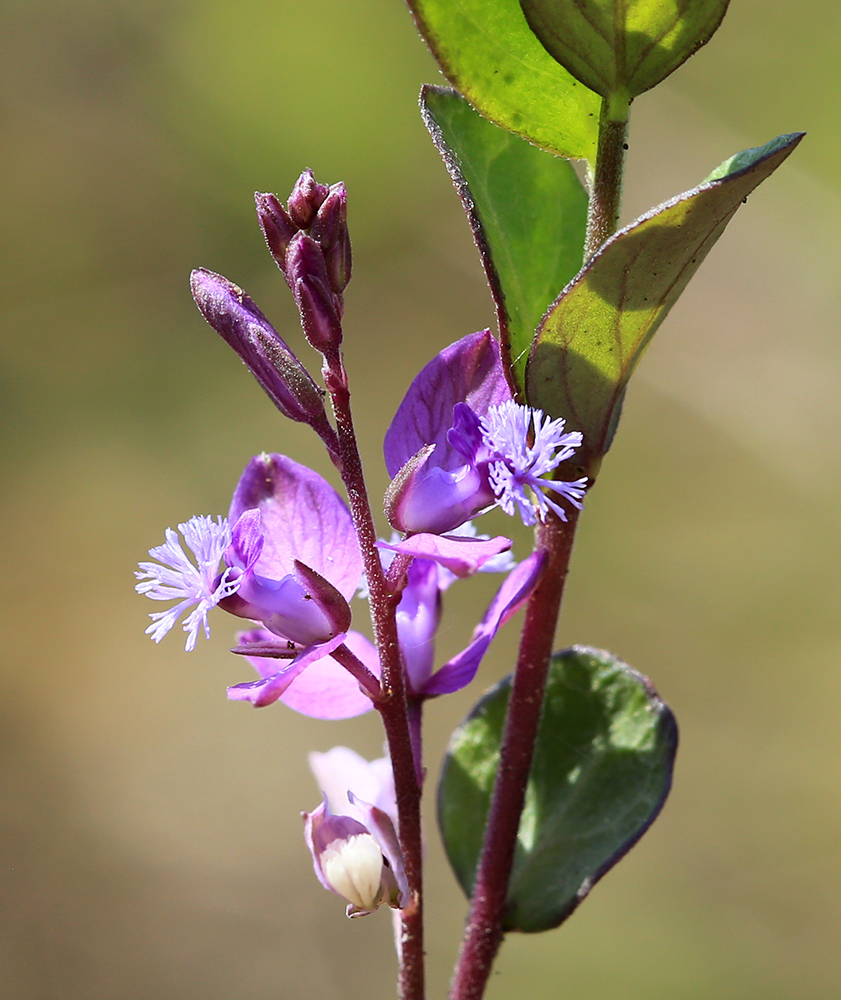 Image of Polygala japonica specimen.