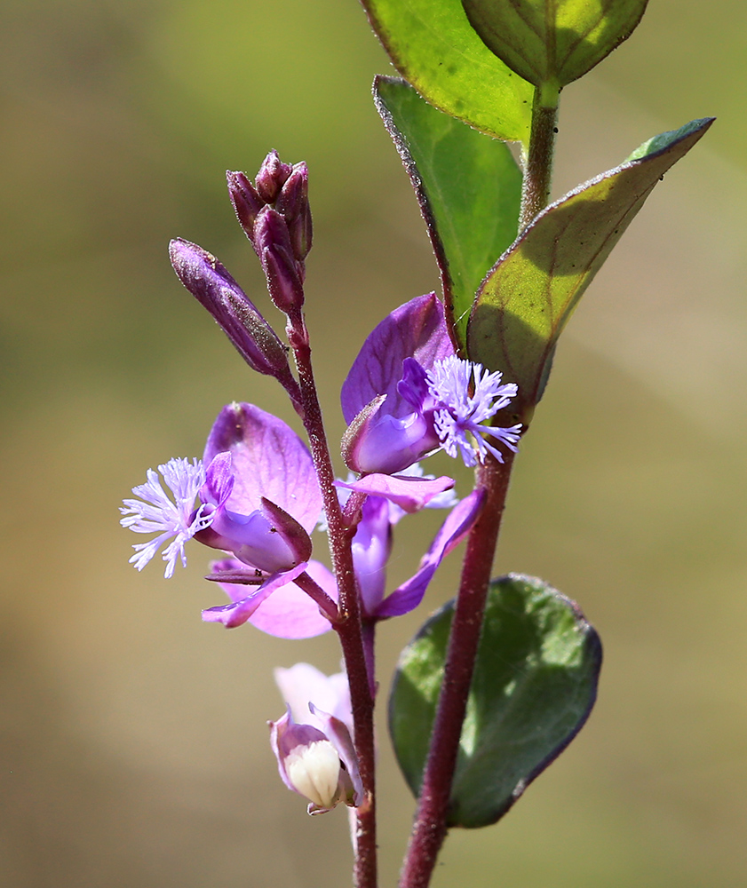 Изображение особи Polygala japonica.