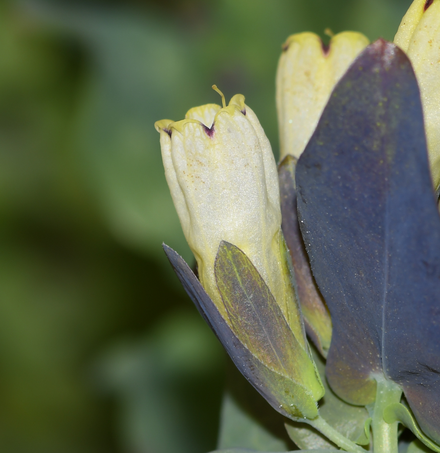 Image of Cerinthe palaestina specimen.