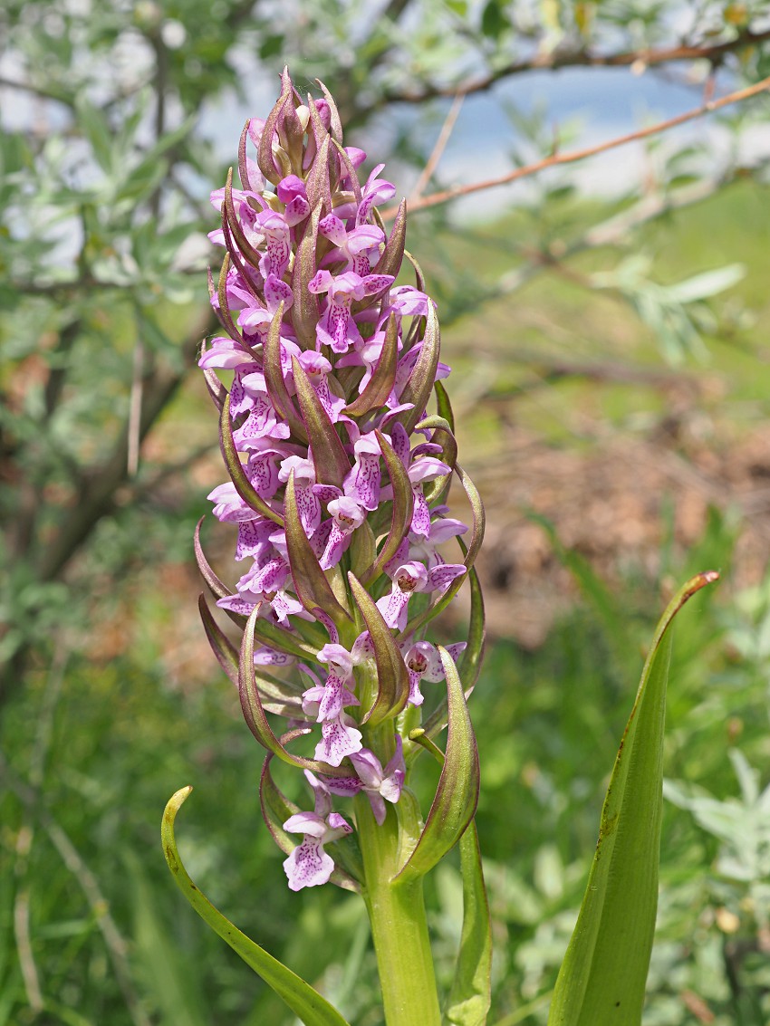 Изображение особи Dactylorhiza incarnata.