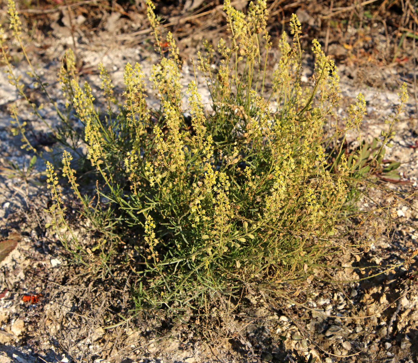 Image of Reseda lutea specimen.