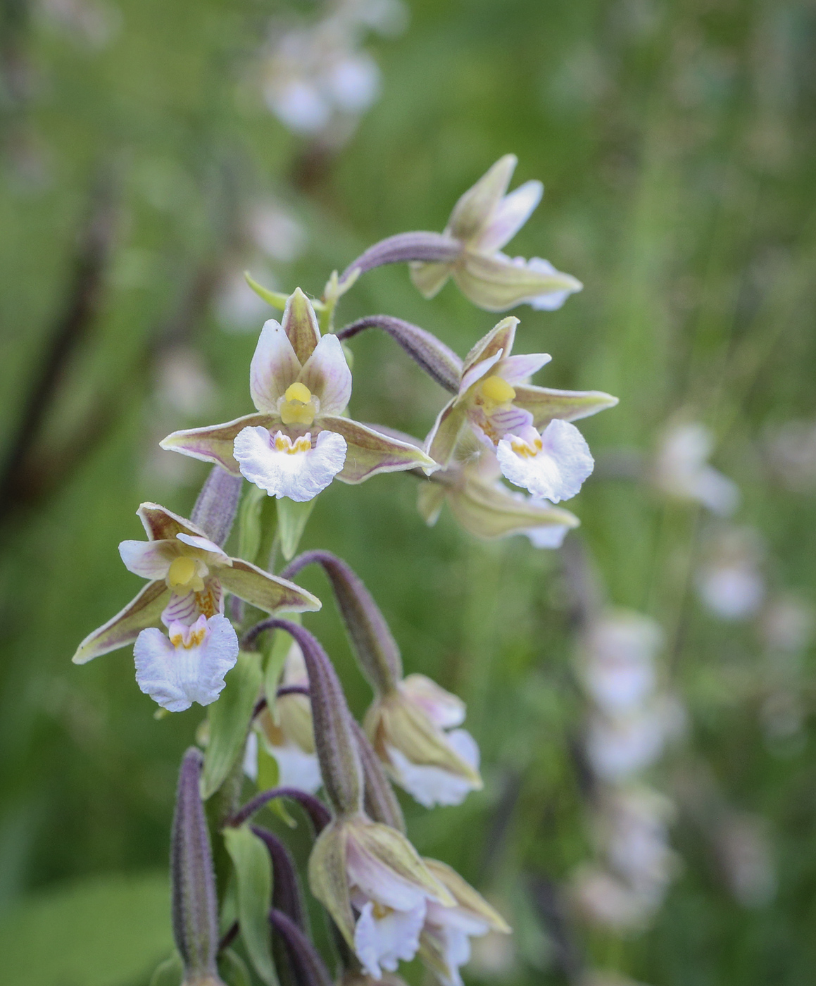 Изображение особи Epipactis palustris.