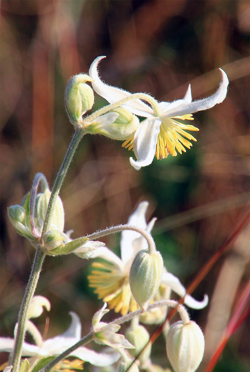 Image of Clematis hirsuta specimen.