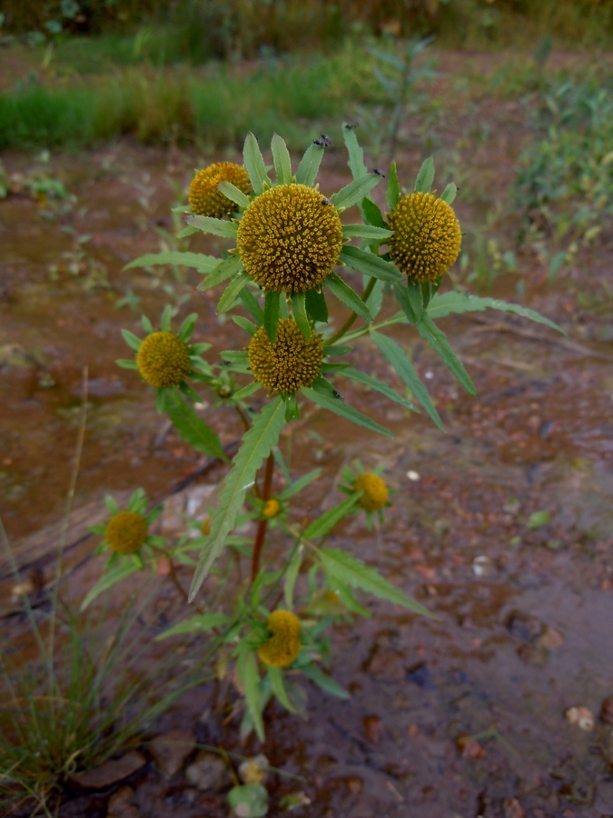 Изображение особи Bidens radiata.